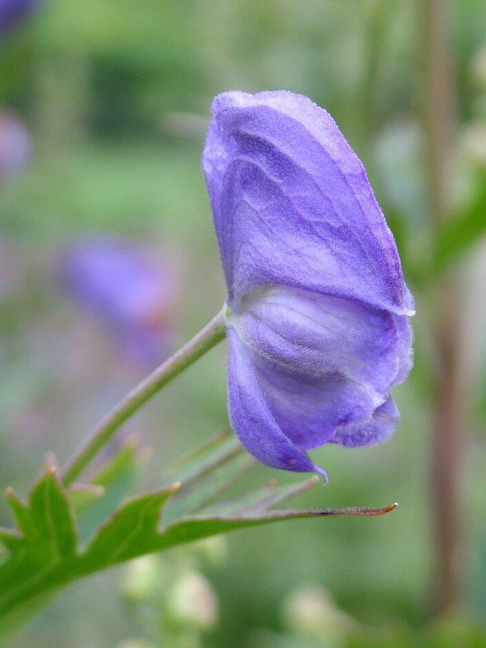 <i>Aconitum</i> <i>carmichaelii</i> 'Blue Topaz'