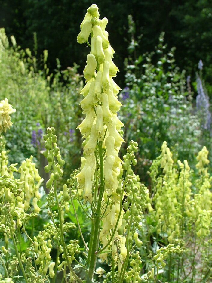 <i>Aconitum</i> <i>forrestii</i>