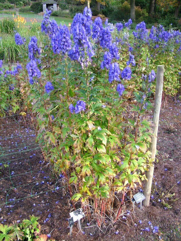 <i>Aconitum</i> <i>grossedentatum</i>