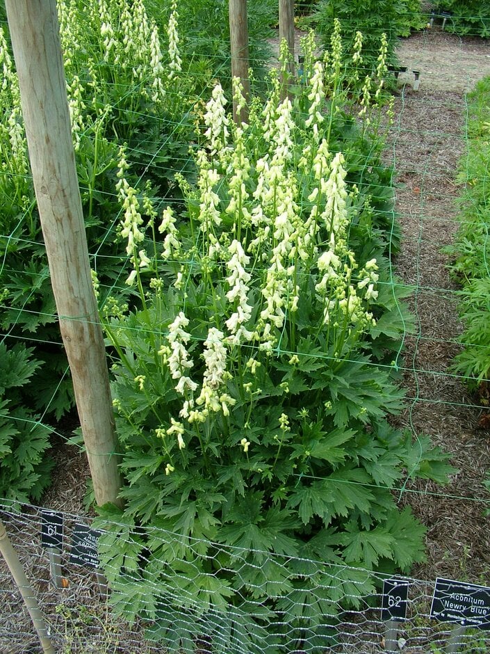 monk's hood 'Ivorine'