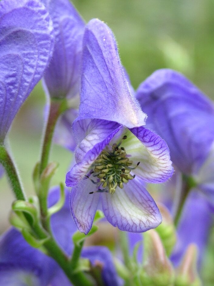 <em>Aconitum</em> <em>jaluense</em>