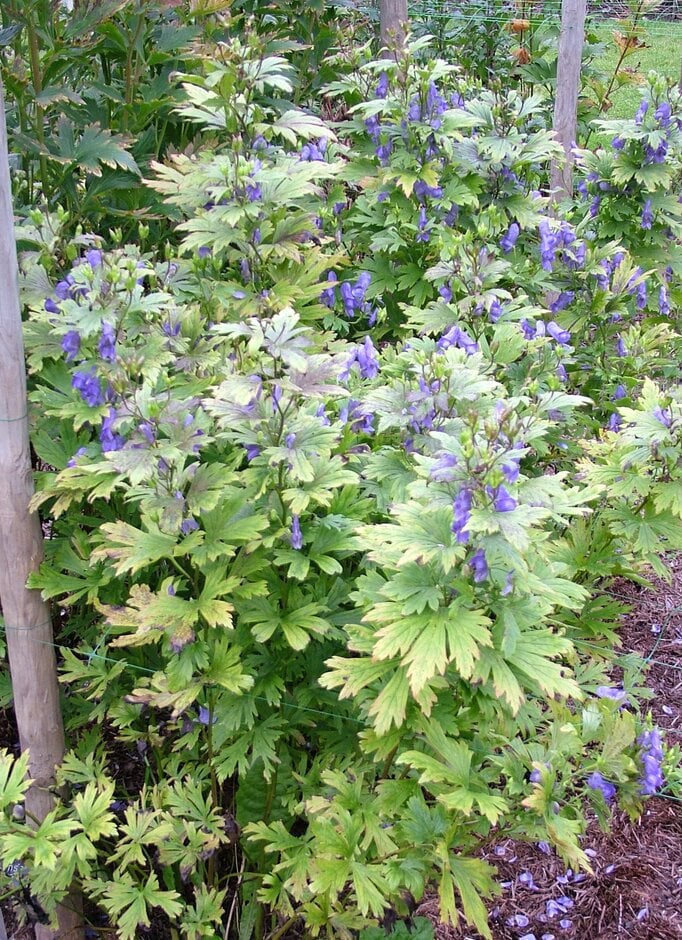 <i>Aconitum</i> <i>japonicum</i> var. <i>eizanense</i>