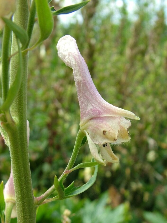 <i>Aconitum</i> <i>lycoctonum</i> subsp. <i>lycoctonum</i> pink-flowered