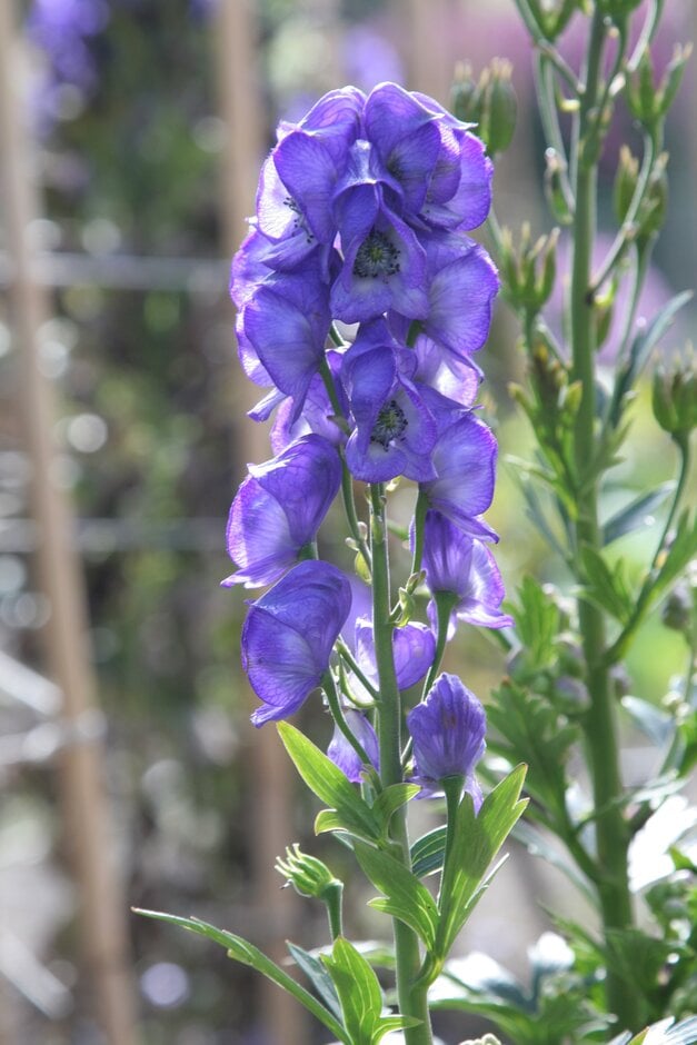 <i>Aconitum</i> <i>carmichaelii</i> (Wilsonii Group) 'The Grim Reaper'