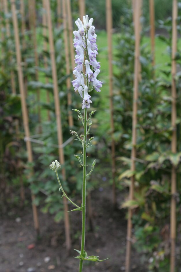 <i>Aconitum</i> <i>lycoctonum</i> 'Langhuso'