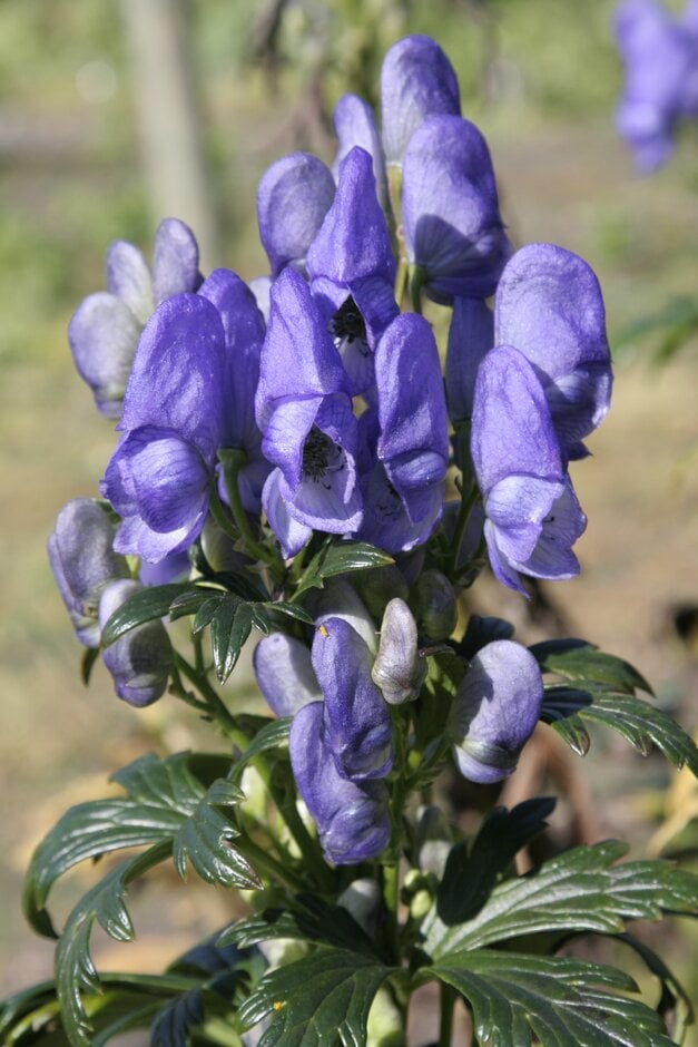 <i>Aconitum</i> from Nepal