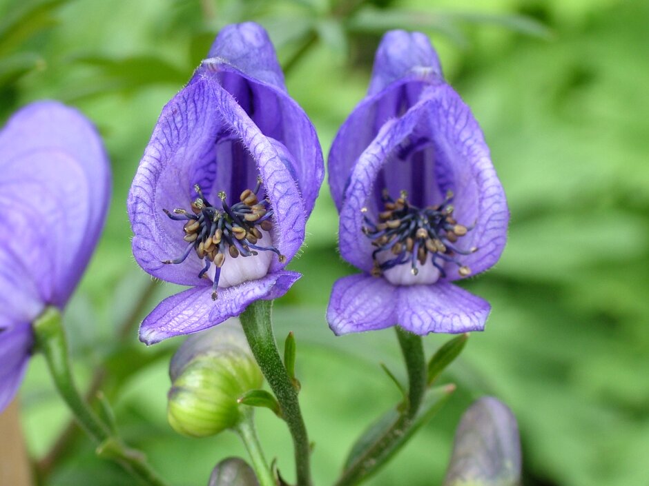 <i>Aconitum</i> 'Alexandra'