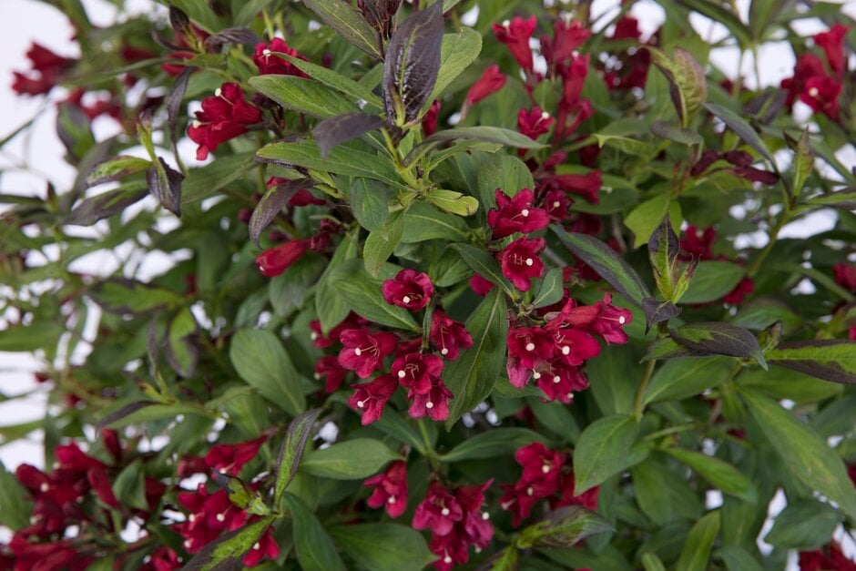 weigela [Camouflage]