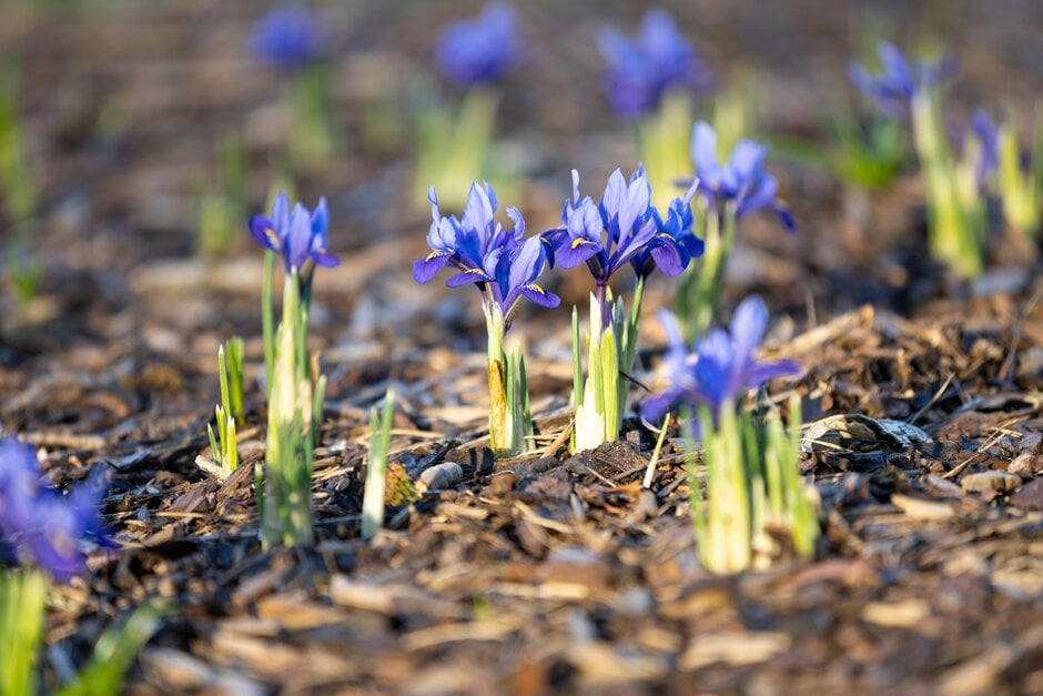 iris 'Harmony'