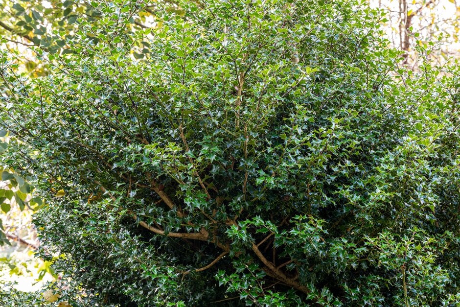 <em>Ilex</em> <em>spinigera</em>