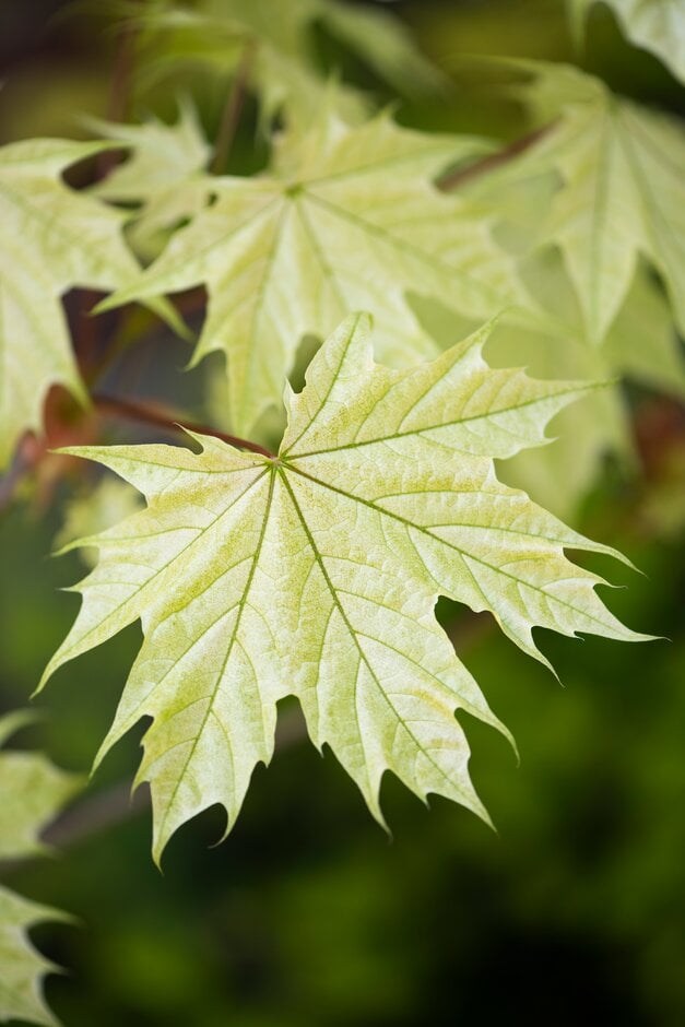 Norway maple 'Walderseei'