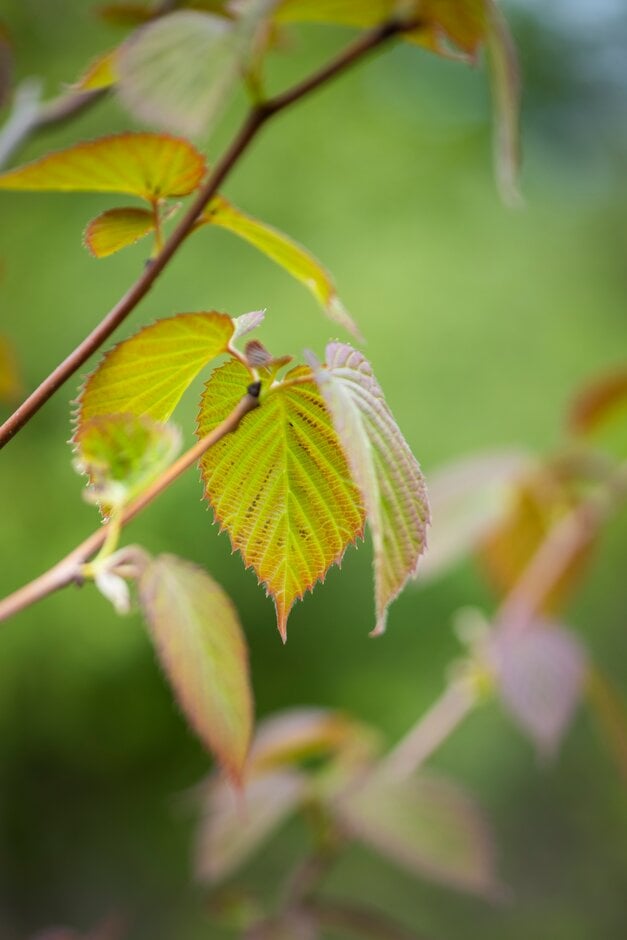 handkerchief tree 'Crimson Spring'