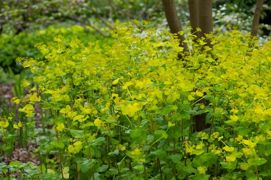 perfoliate alexanders