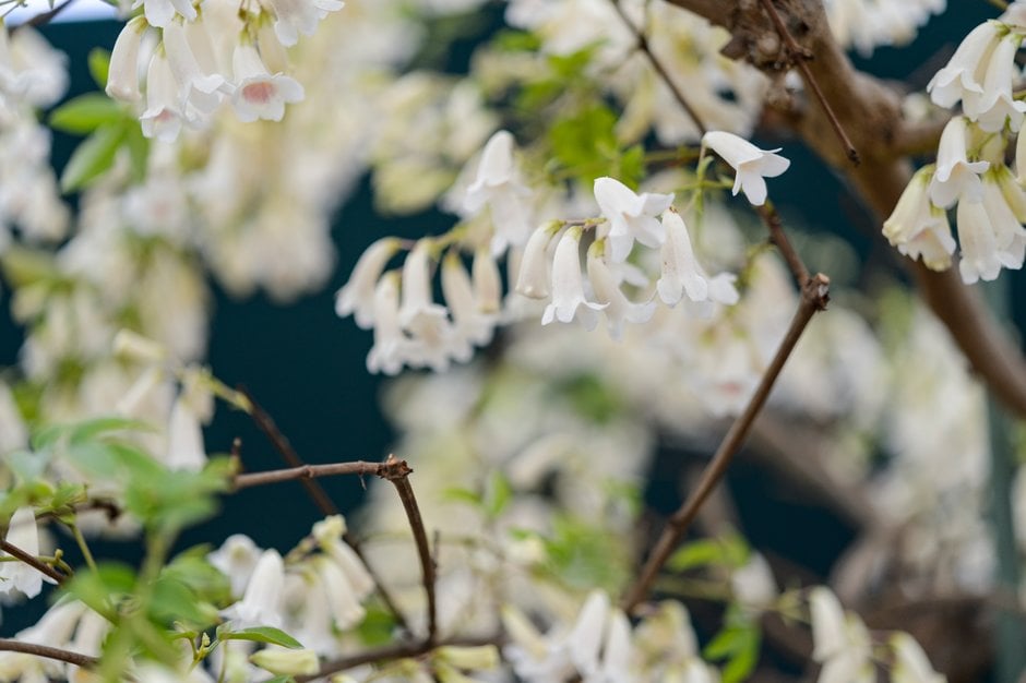 wonga-wonga vine