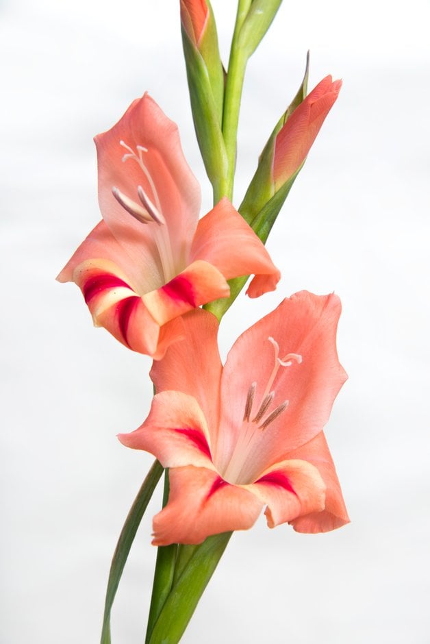 sword lily 'Nathalie'