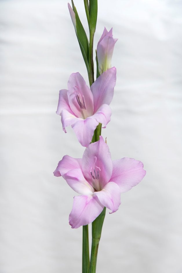 sword lily 'Charming Lady'
