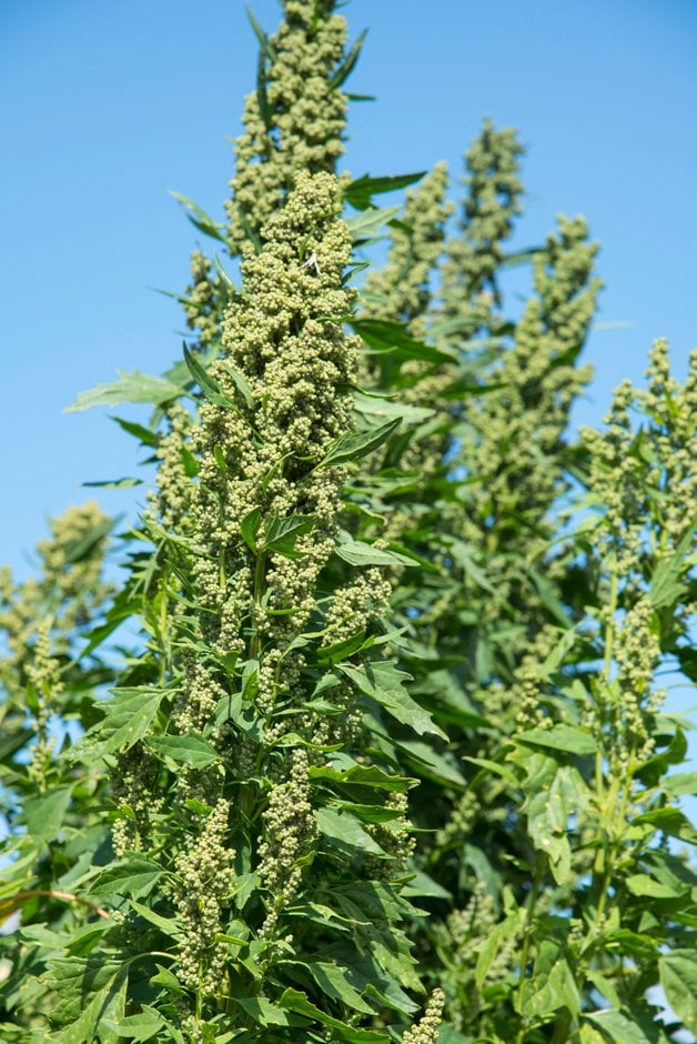 quinoa