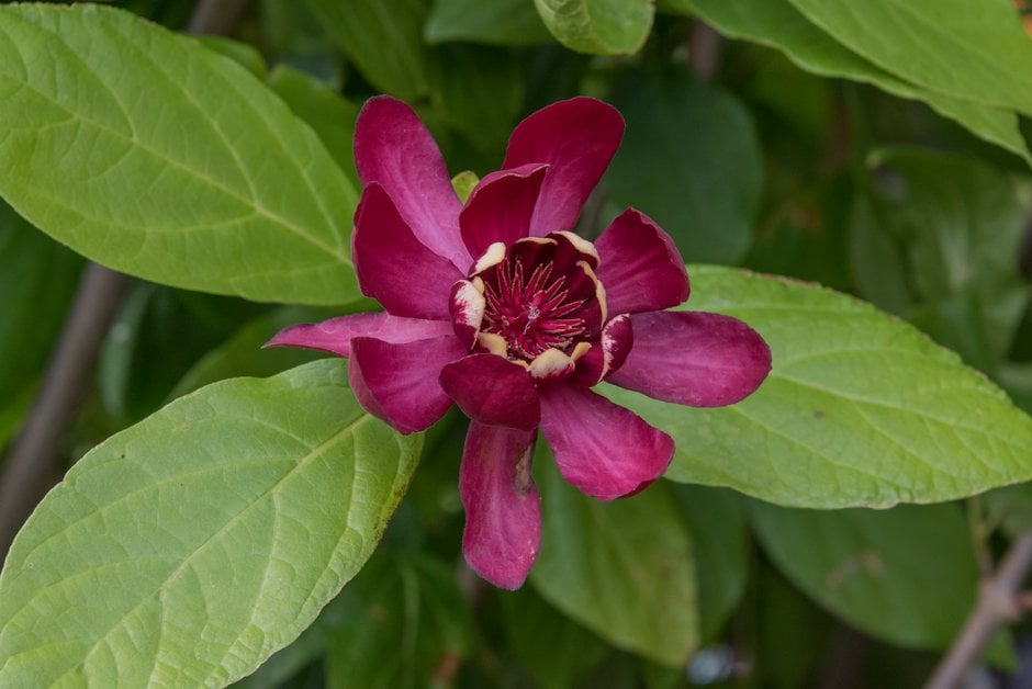 sweetshrub 'Aphrodite'