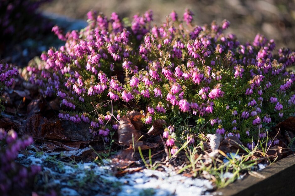 heather 'Winter Rubin'