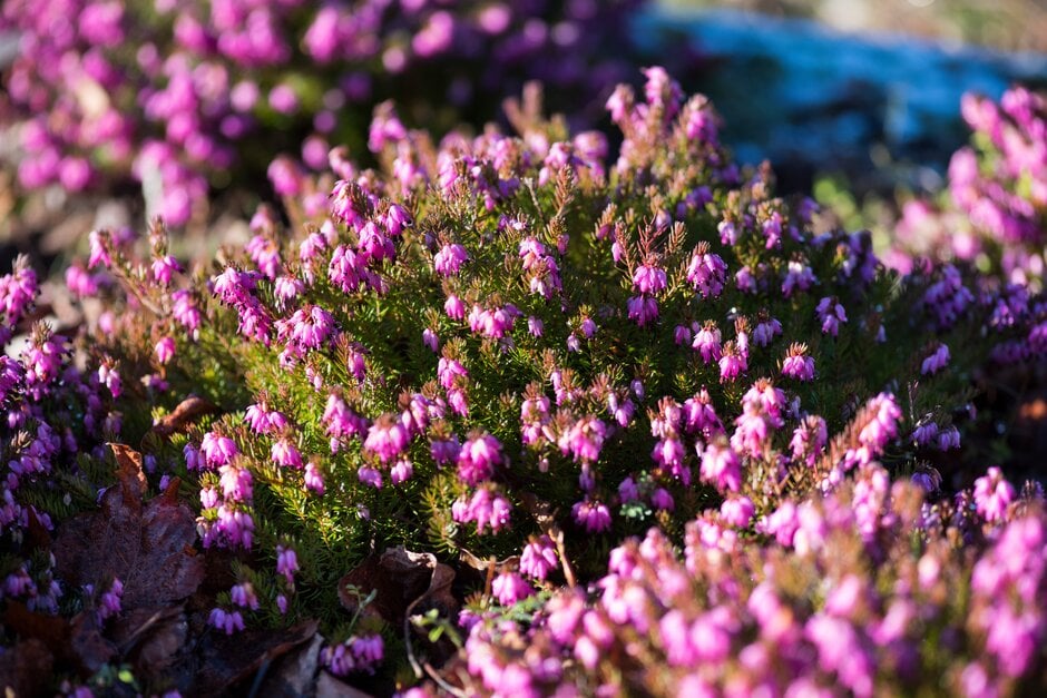 heather 'Winter Rubin'