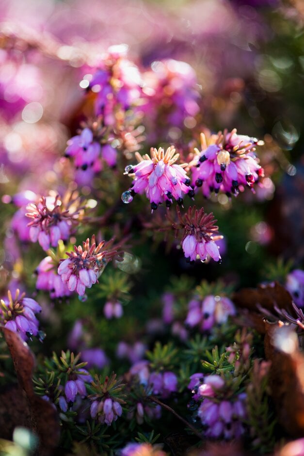 heather 'Eva Gold'