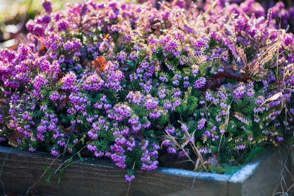 heather 'Eva Gold'