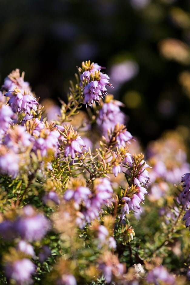 heather 'Moonshine'