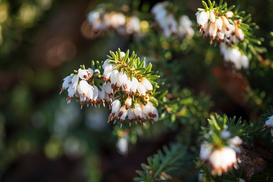 heather 'Katia'