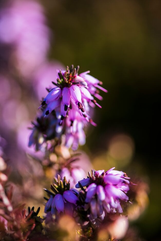 heather 'Furzey'