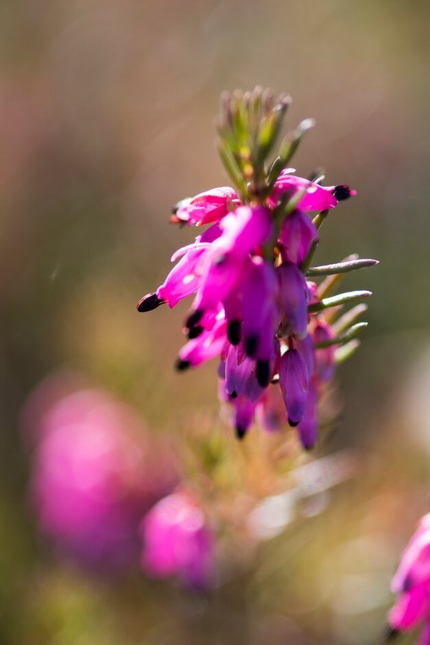 heather 'Rubinette'