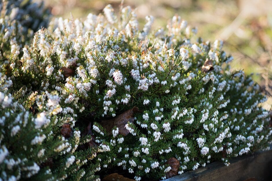 heather 'Silberschmeize'