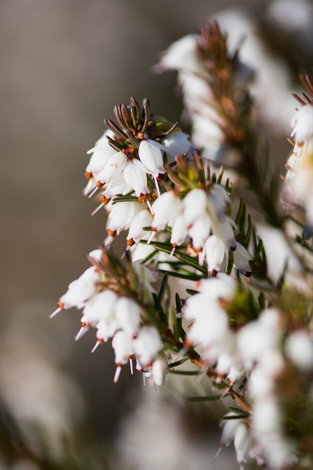 heather 'Silberschmeize'
