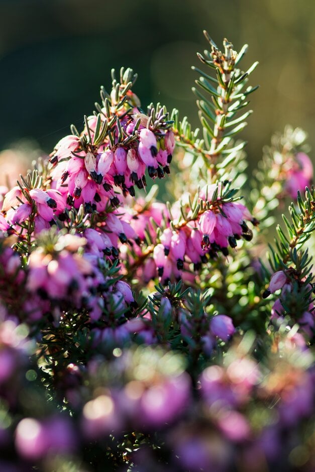 heather 'Lena'