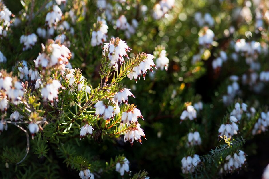 heather 'Bing'