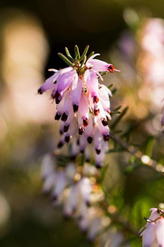 heather 'Pink Spangles'