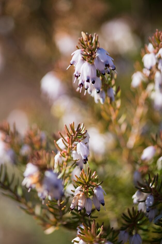 heather 'Jenny Porter'