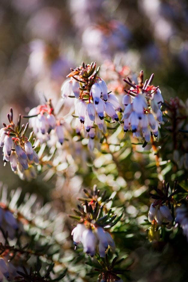 heather 'Epe'