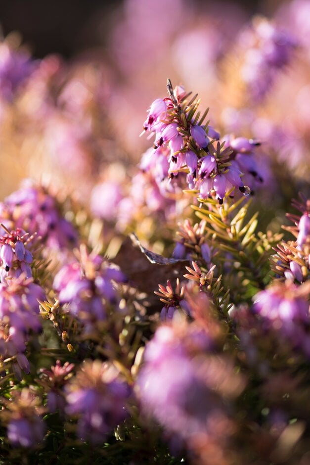 heather 'Mary Helen'
