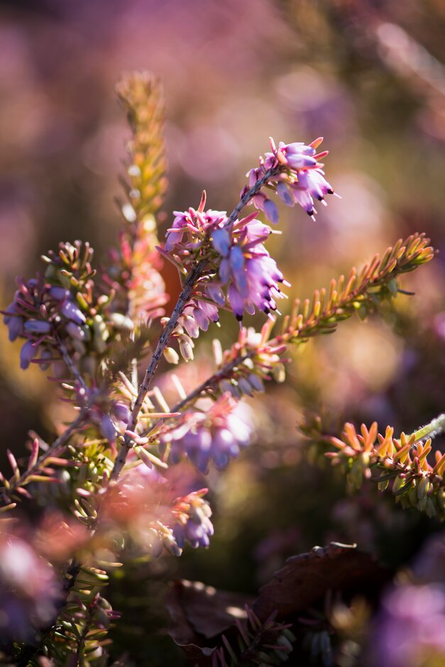 heather 'Jack H. Brummage'