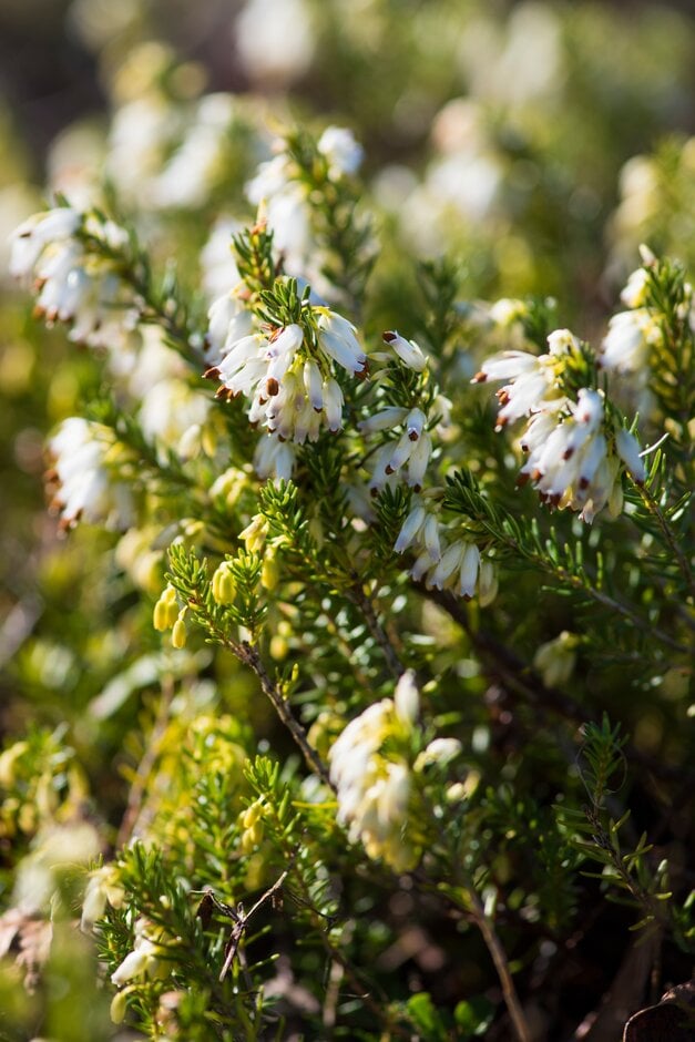 heather 'Springwood White'