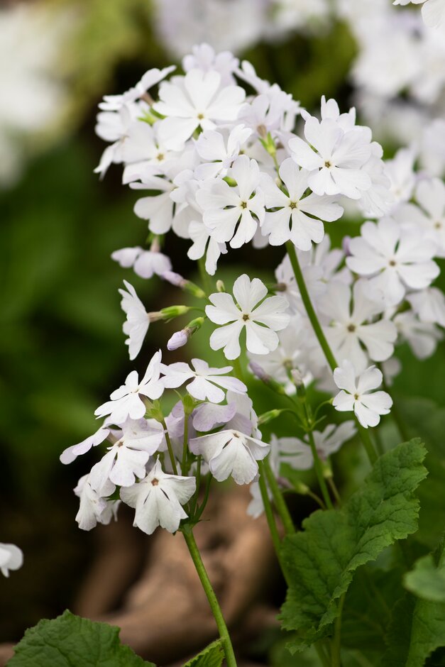 <i>Primula</i> <i>sieboldii</i> 'Manakoora' (Co)