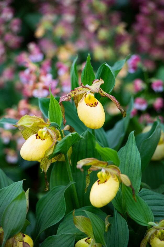lady's slipper orchid Victoria gx