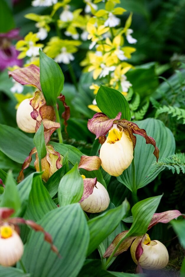 lady's slipper orchid 'Kentucky Maxi'