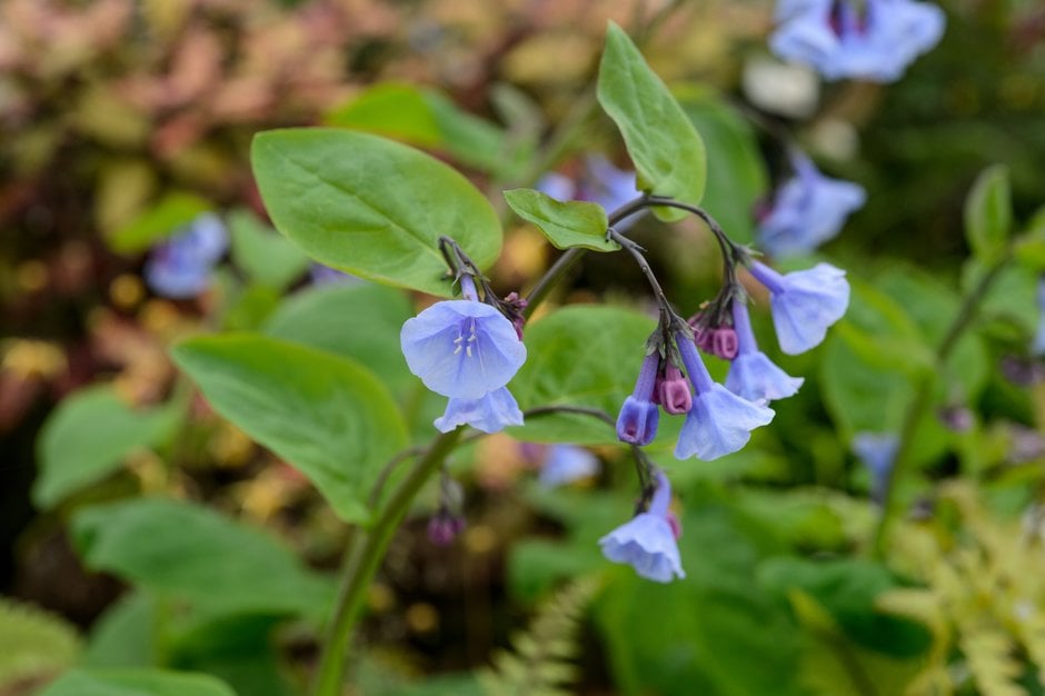 Virginian bluebells