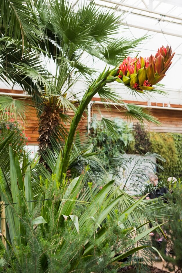 spear lily