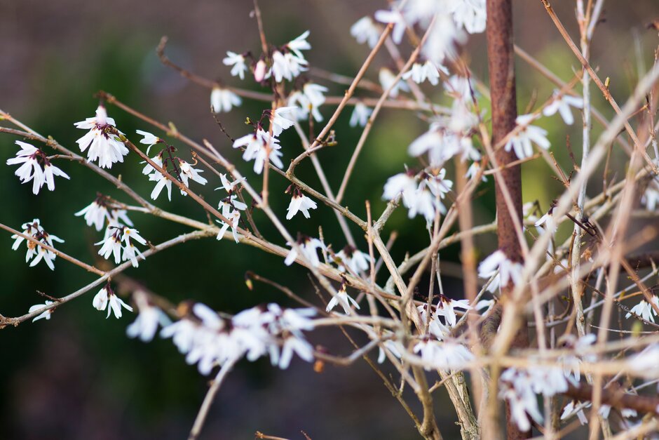 white forsythia Roseum Group