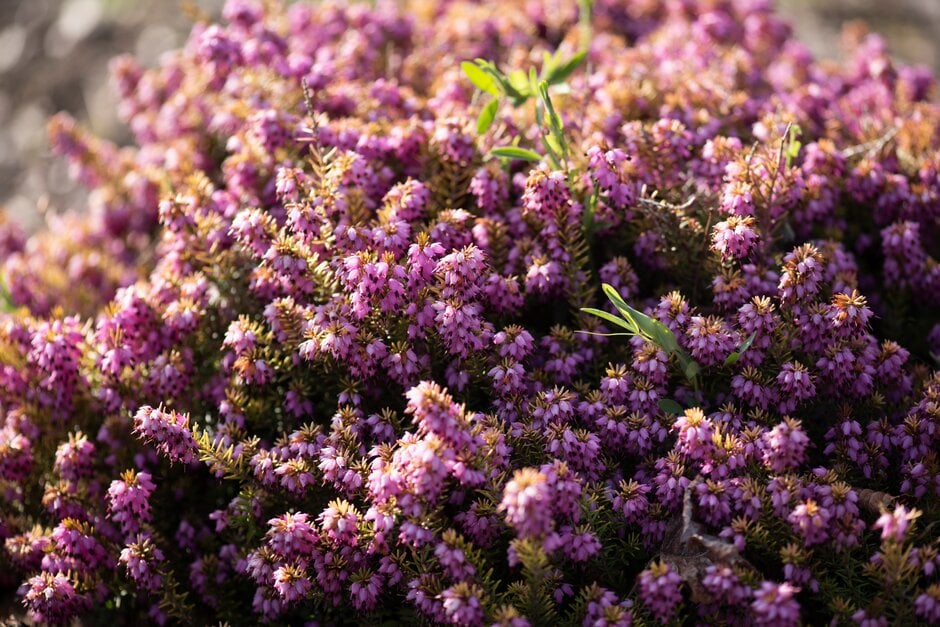 heather 'Mary Helen'