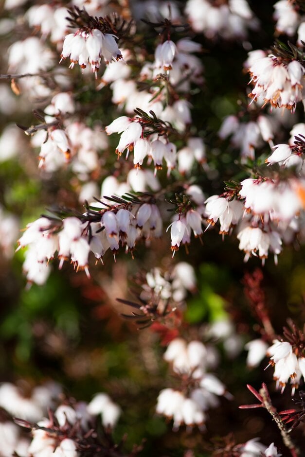heather 'Spring Surprise'