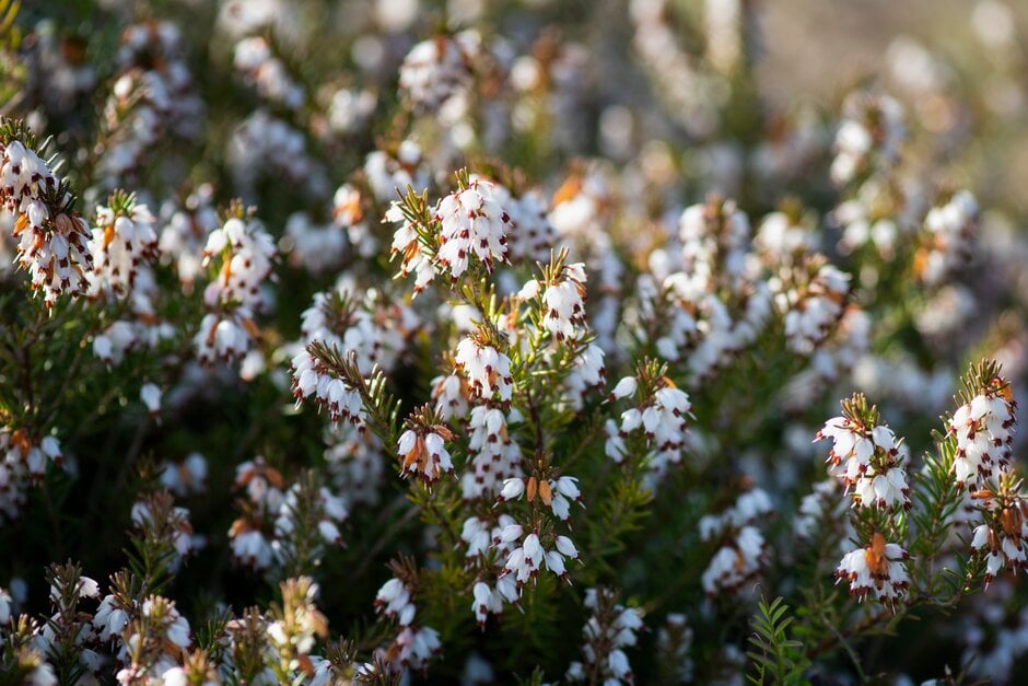heather 'White Glow'
