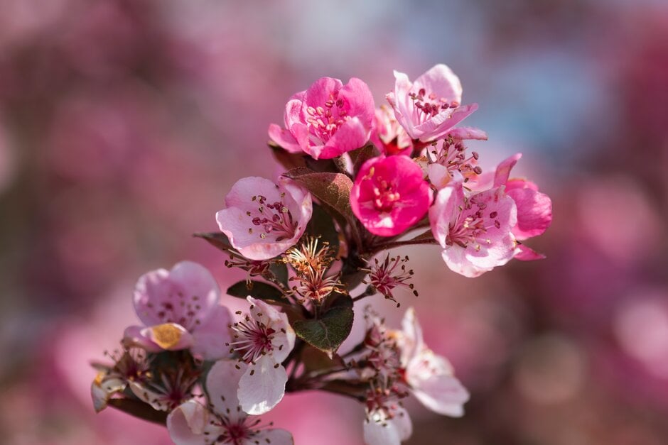 apple 'Api'